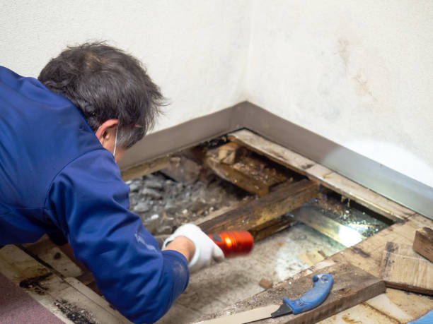 Best Residential Mold Remediation in Manassas Park, VA