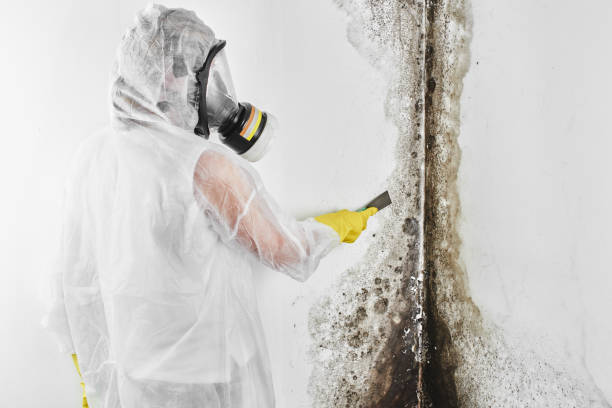 Best Bathroom Mold Remediation in Manassas Park, VA
