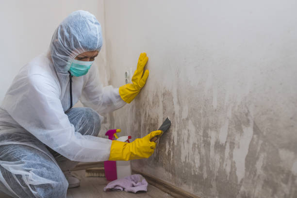 Best Residential Mold Remediation in Manassas Park, VA