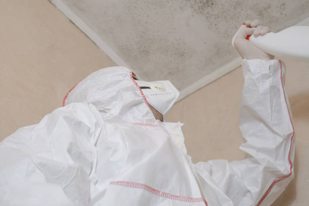 Best White Mold Remediation in Manassas Park, VA