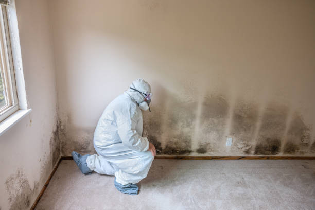 Best Attic Mold Remediation in Manassas Park, VA