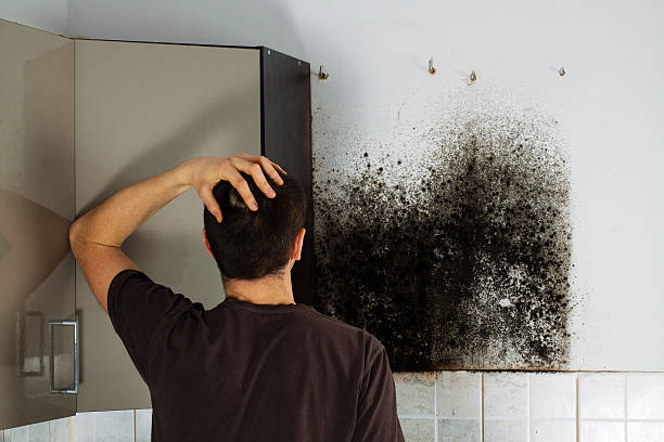 Reliable Manassas Park, VA Mold Remediation Solutions