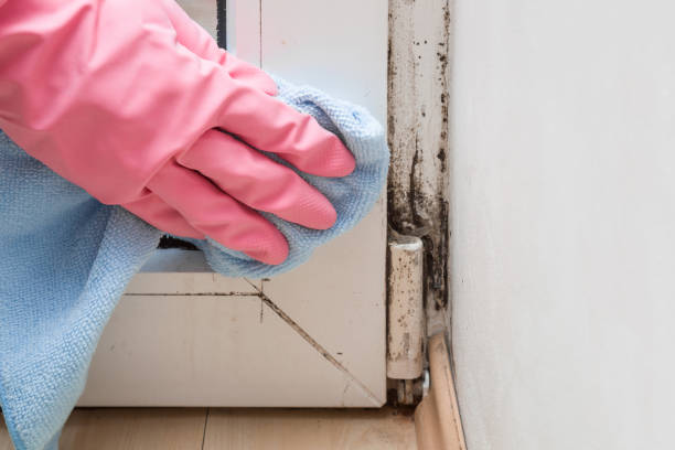 Best Health and Safety Mold Remediation in Manassas Park, VA